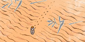 第289话2 沙漠神宫在哪？