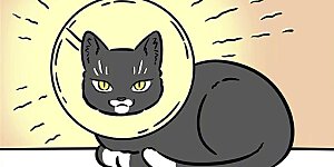 第733话 好主人要记得带宠物去医院